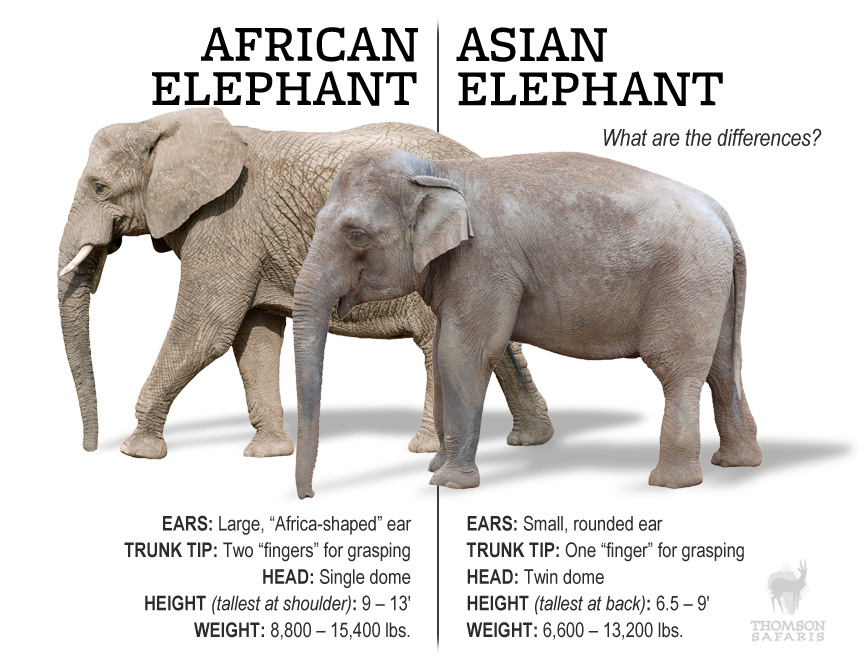 asian-african-elephants